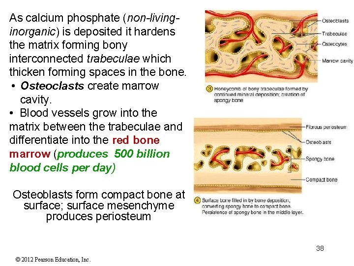 As calcium phosphate (non-livinginorganic) is deposited it hardens the matrix forming bony interconnected trabeculae