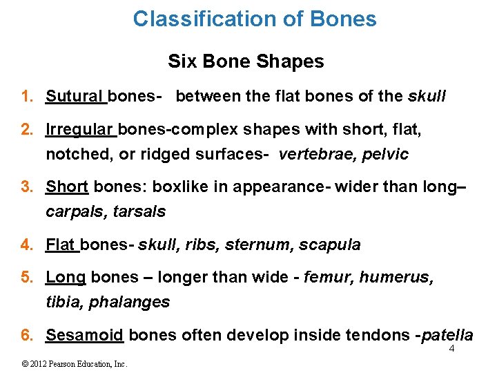 Classification of Bones Six Bone Shapes 1. Sutural bones- between the flat bones of