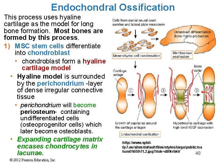 Endochondral Ossification This process uses hyaline cartilage as the model for long bone formation.