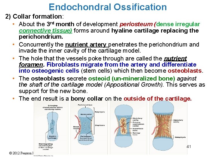 Endochondral Ossification 2) Collar formation: • About the 3 rd month of development periosteum