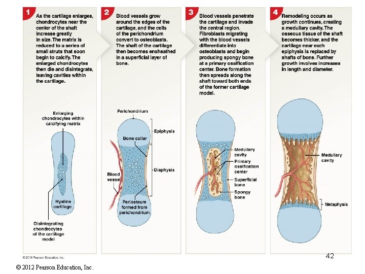 42 © 2012 Pearson Education, Inc. 