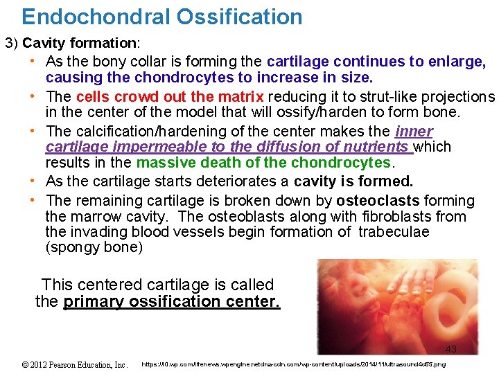 Endochondral Ossification 3) Cavity formation: • As the bony collar is forming the cartilage