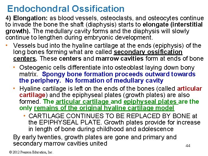 Endochondral Ossification 4) Elongation: as blood vessels, osteoclasts, and osteocytes continue to invade the