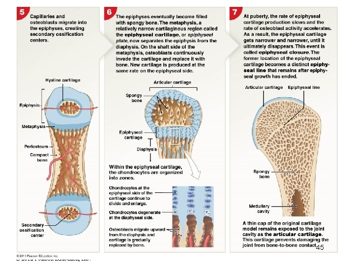 45 © 2012 Pearson Education, Inc. 