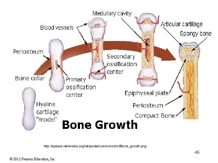 http: //upload. wikimedia. org/wikipedia/commons/c/cf/Bone_growth. png 46 © 2012 Pearson Education, Inc. 