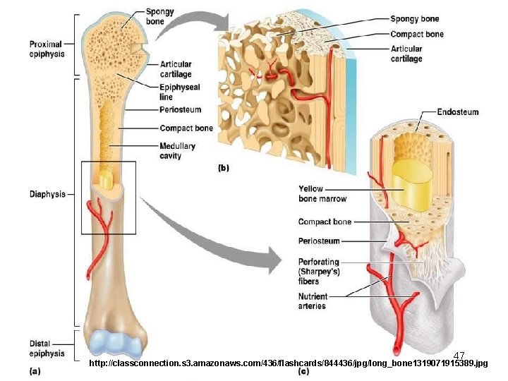 47 http: //classconnection. s 3. amazonaws. com/436/flashcards/844436/jpg/long_bone 1319071915389. jpg © 2012 Pearson Education, Inc.