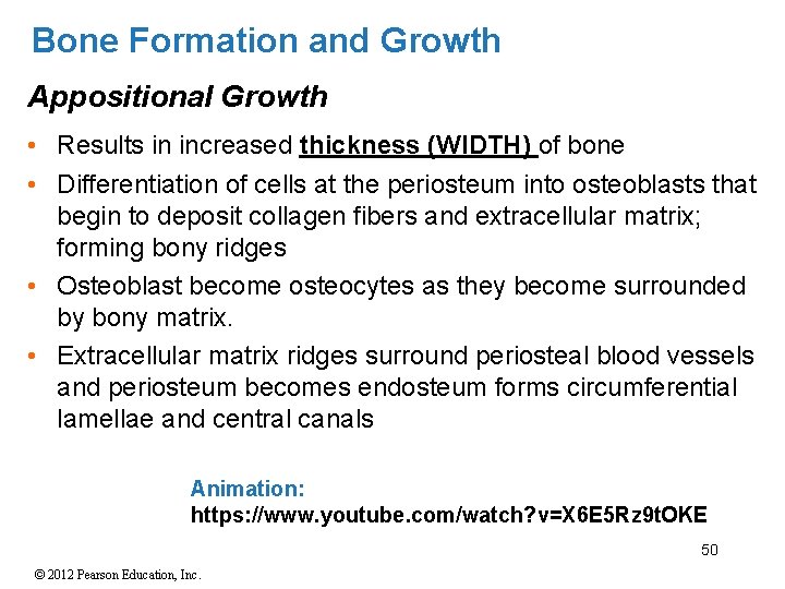 Bone Formation and Growth Appositional Growth • Results in increased thickness (WIDTH) of bone