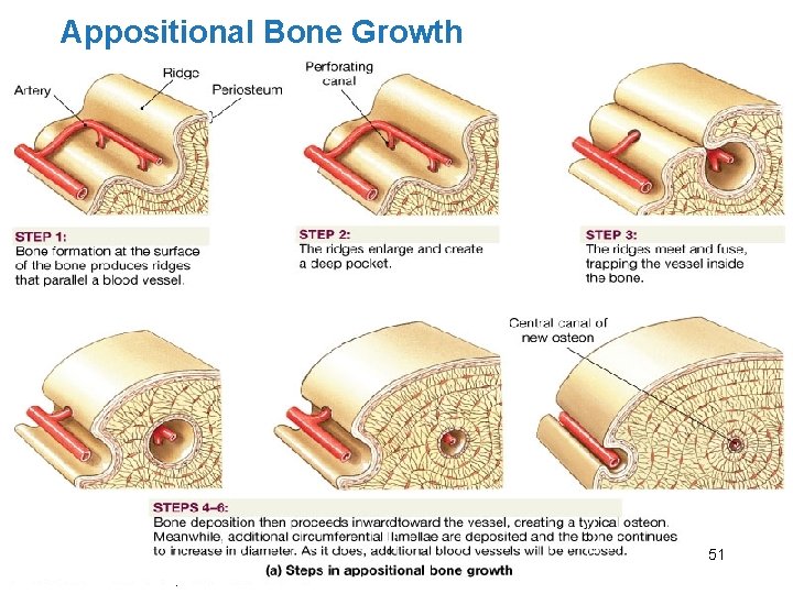 Appositional Bone Growth 51 © 2012 Pearson Education, Inc. Figure 6. 10 a 