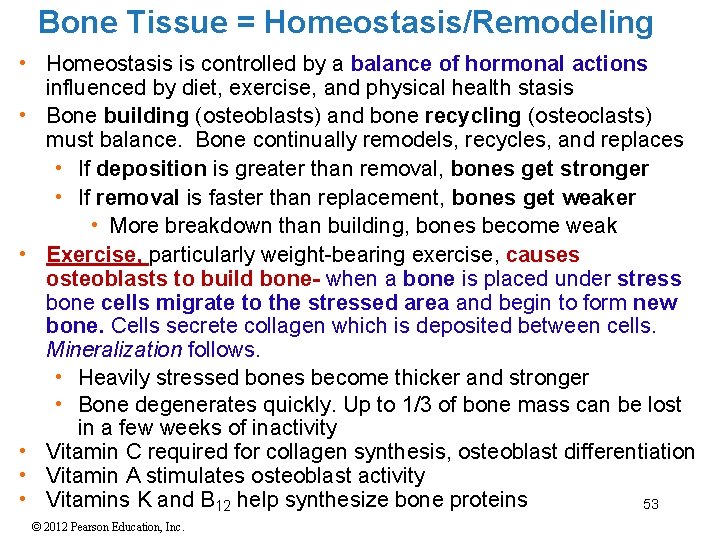 Bone Tissue = Homeostasis/Remodeling • Homeostasis is controlled by a balance of hormonal actions