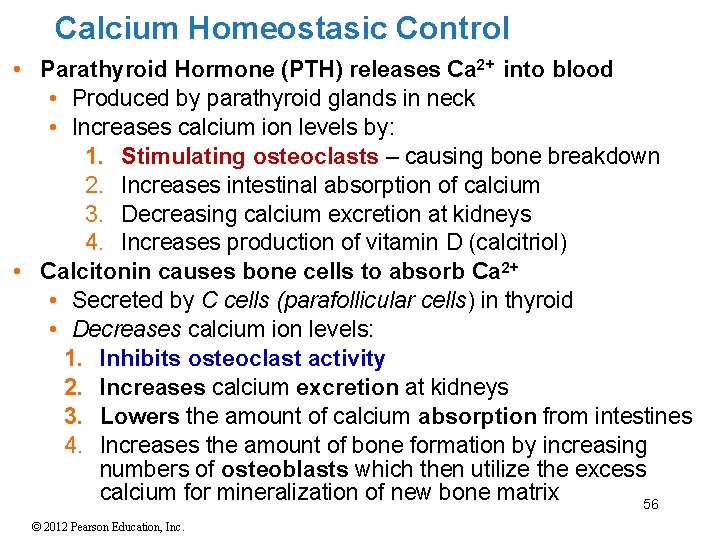 Calcium Homeostasic Control • Parathyroid Hormone (PTH) releases Ca 2+ into blood • Produced