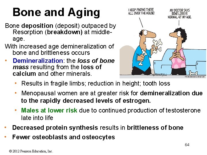Bone and Aging Bone deposition (deposit) outpaced by Resorption (breakdown) at middleage. With increased