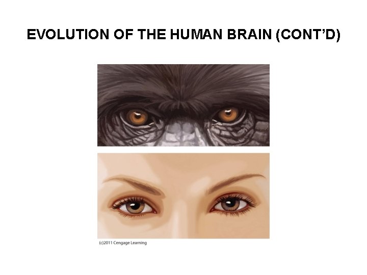 EVOLUTION OF THE HUMAN BRAIN (CONT’D) 