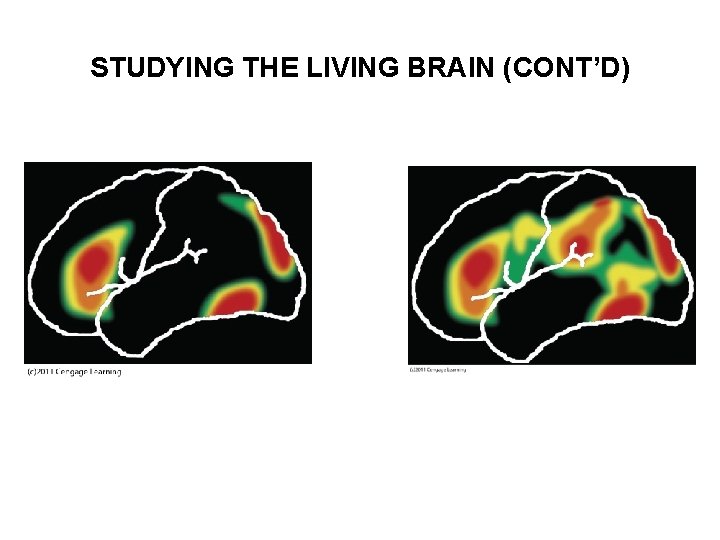 STUDYING THE LIVING BRAIN (CONT’D) 