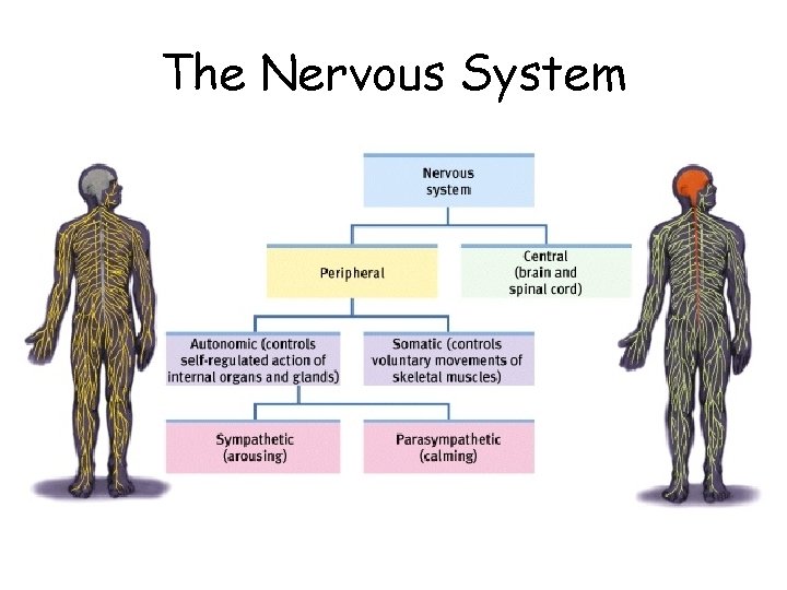 The Nervous System 