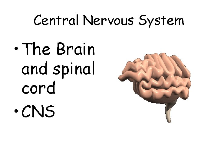Central Nervous System • The Brain and spinal cord • CNS 