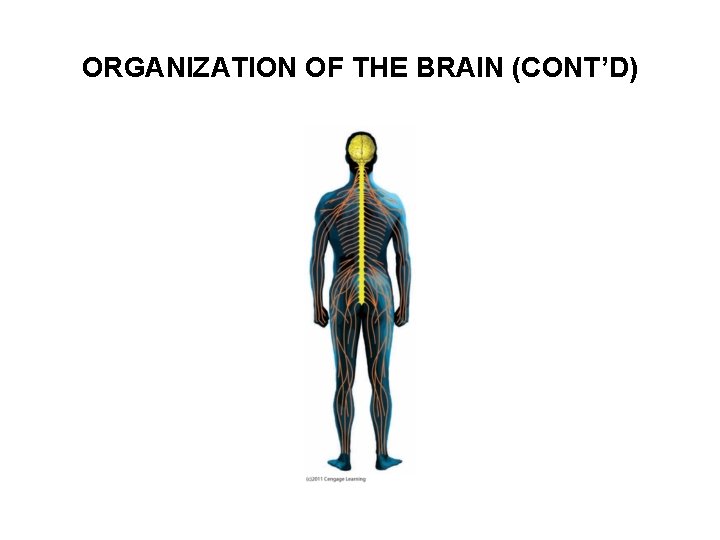 ORGANIZATION OF THE BRAIN (CONT’D) 