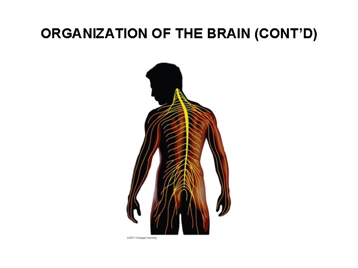 ORGANIZATION OF THE BRAIN (CONT’D) 