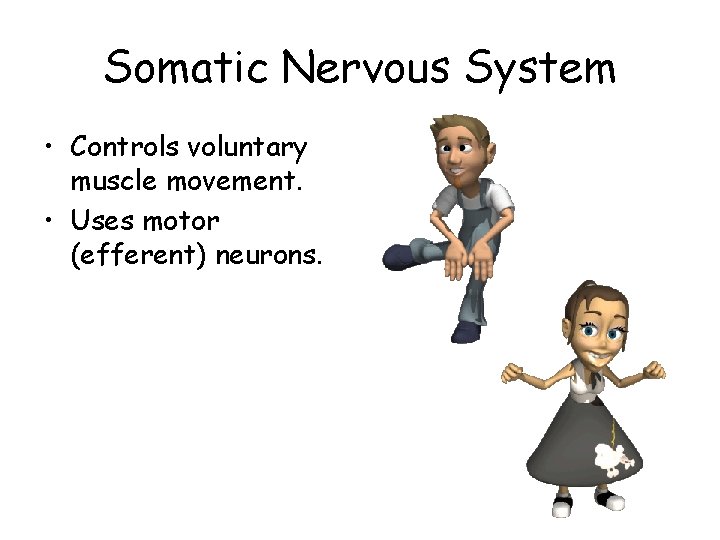 Somatic Nervous System • Controls voluntary muscle movement. • Uses motor (efferent) neurons. 