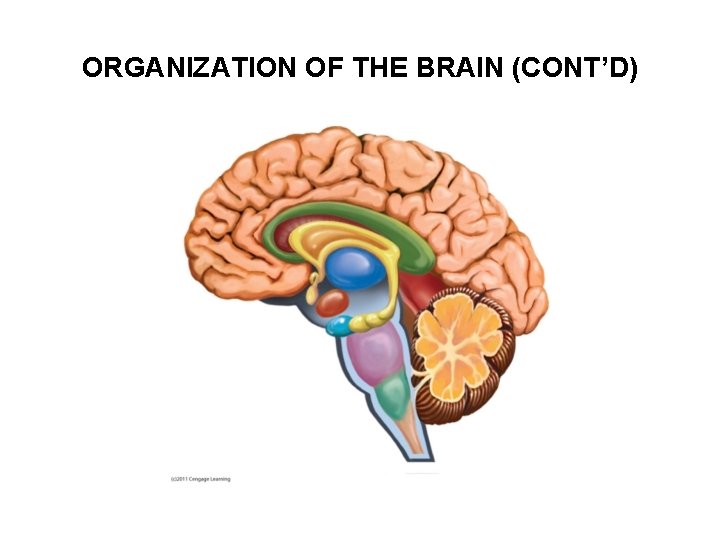 ORGANIZATION OF THE BRAIN (CONT’D) 