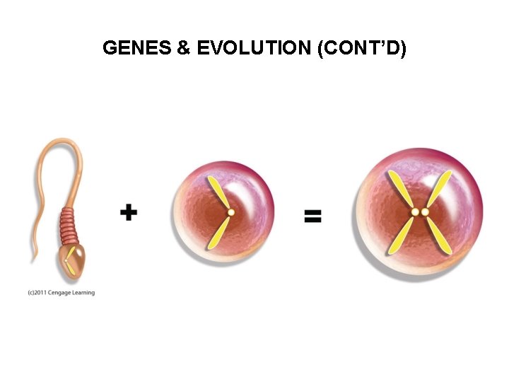 GENES & EVOLUTION (CONT’D) 