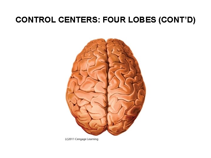 CONTROL CENTERS: FOUR LOBES (CONT’D) 