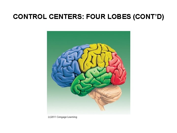 CONTROL CENTERS: FOUR LOBES (CONT’D) 
