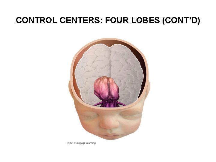 CONTROL CENTERS: FOUR LOBES (CONT’D) 