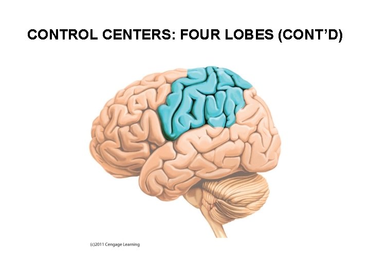 CONTROL CENTERS: FOUR LOBES (CONT’D) 
