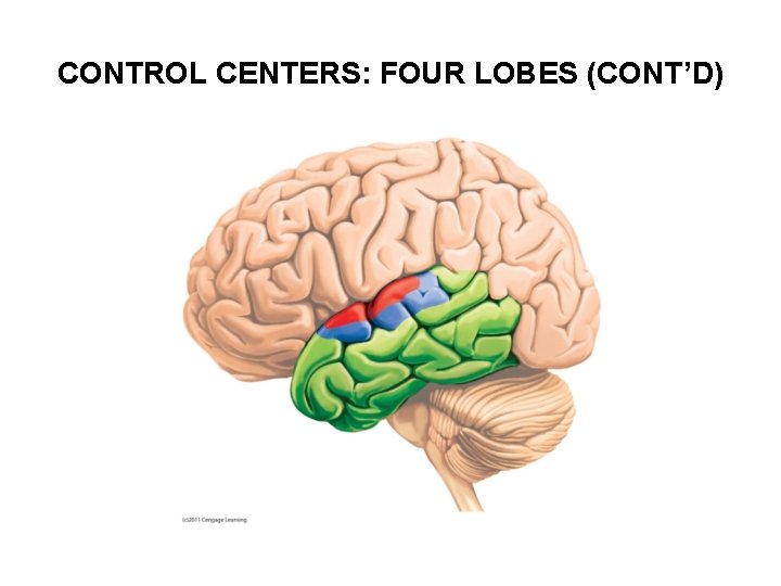 CONTROL CENTERS: FOUR LOBES (CONT’D) 