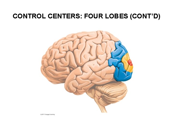 CONTROL CENTERS: FOUR LOBES (CONT’D) 