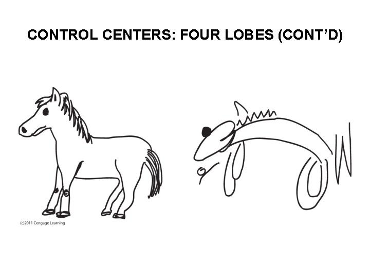 CONTROL CENTERS: FOUR LOBES (CONT’D) 