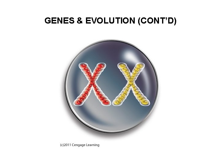GENES & EVOLUTION (CONT’D) 