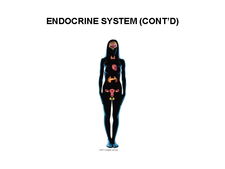 ENDOCRINE SYSTEM (CONT’D) 