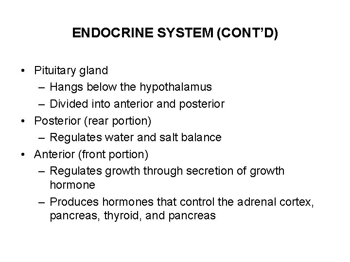 ENDOCRINE SYSTEM (CONT’D) • Pituitary gland – Hangs below the hypothalamus – Divided into