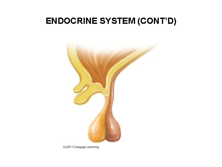 ENDOCRINE SYSTEM (CONT’D) 