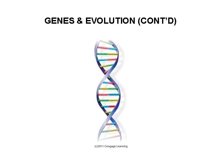 GENES & EVOLUTION (CONT’D) 