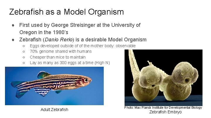 Zebrafish as a Model Organism ● First used by George Streisinger at the University