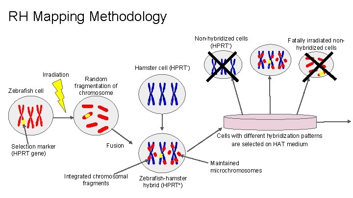 RH Mapping Methodology Non-hybridized cells (HPRT-) Fatally irradiated nonhybridized cells Hamster cell (HPRT-) Irradiation