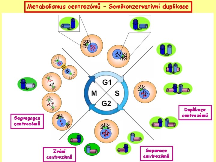 Metabolismus centrozómů – Semikonzervativní duplikace Duplikace centrozómů Segregagce centrozómů Zrání centrozómů Separace centrozómů 