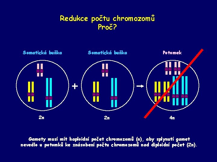 Redukce počtu chromozomů Proč? Somatická buňka Potomek 2 n 2 n 4 n Gamety