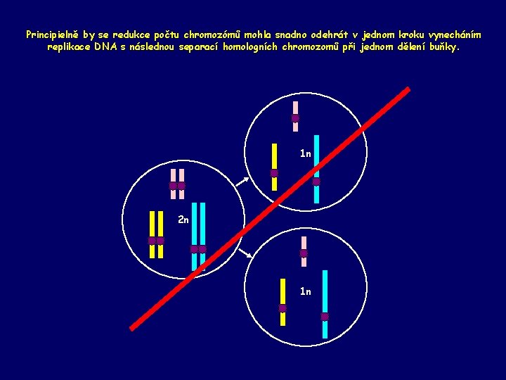 Principielně by se redukce počtu chromozómů mohla snadno odehrát v jednom kroku vynecháním replikace