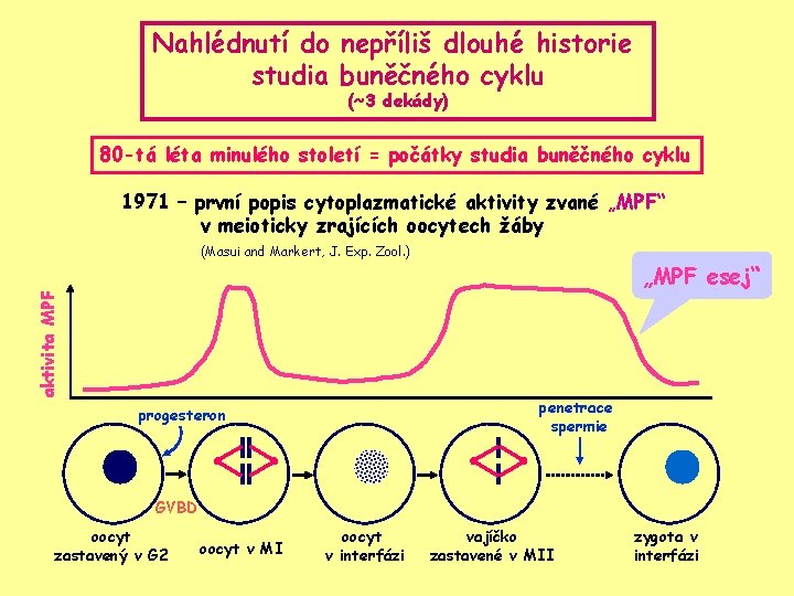 Nahlédnutí do nepříliš dlouhé historie studia buněčného cyklu (~3 dekády) 80 -tá léta minulého
