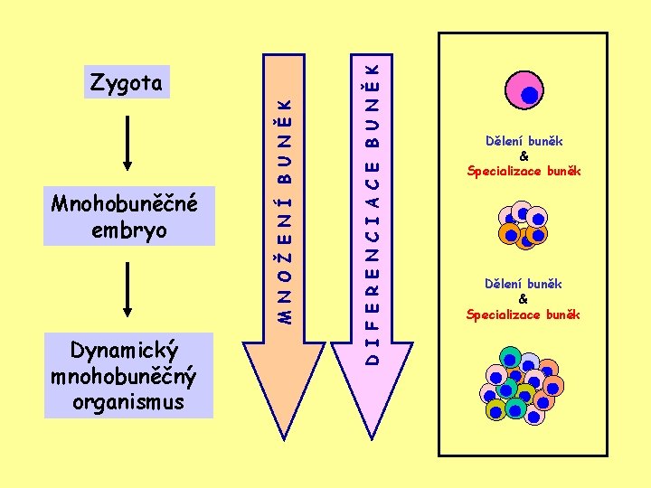 Dynamický mnohobuněčný organismus D I F E R E N C I A C