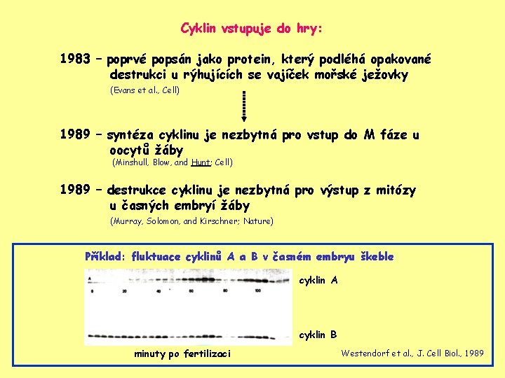 Cyklin vstupuje do hry: 1983 – poprvé popsán jako protein, který podléhá opakované destrukci