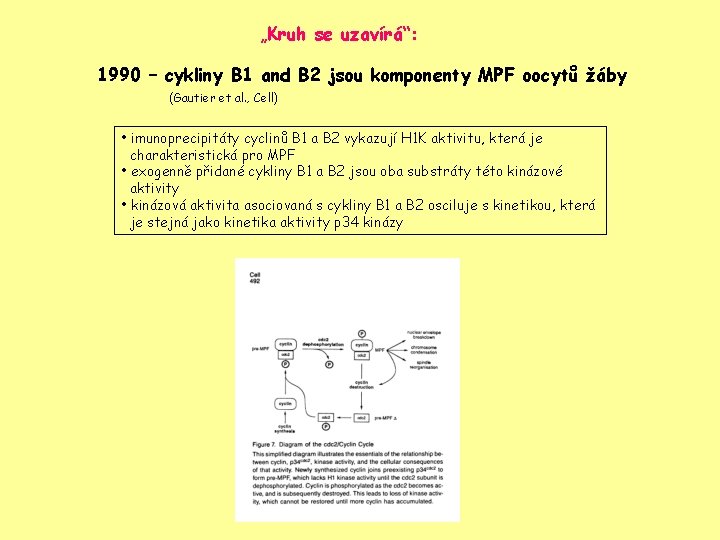 „Kruh se uzavírá“: 1990 – cykliny B 1 and B 2 jsou komponenty MPF