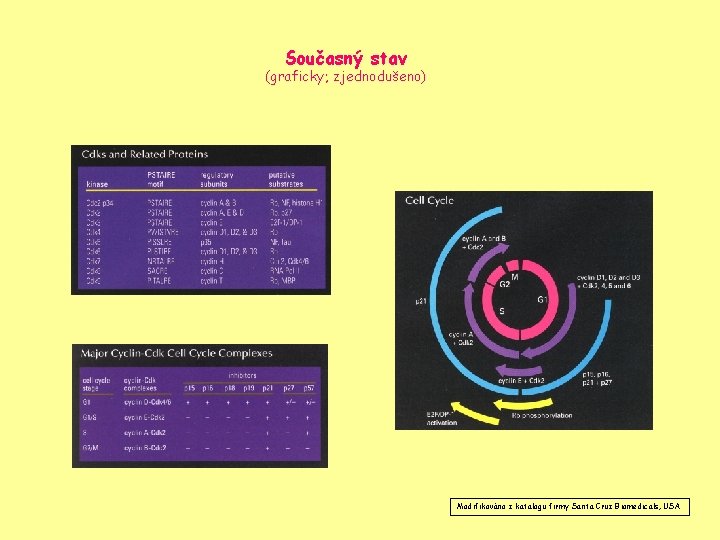Současný stav (graficky; zjednodušeno) Modifikováno z katalogu firmy Santa Cruz Biomedicals, USA 