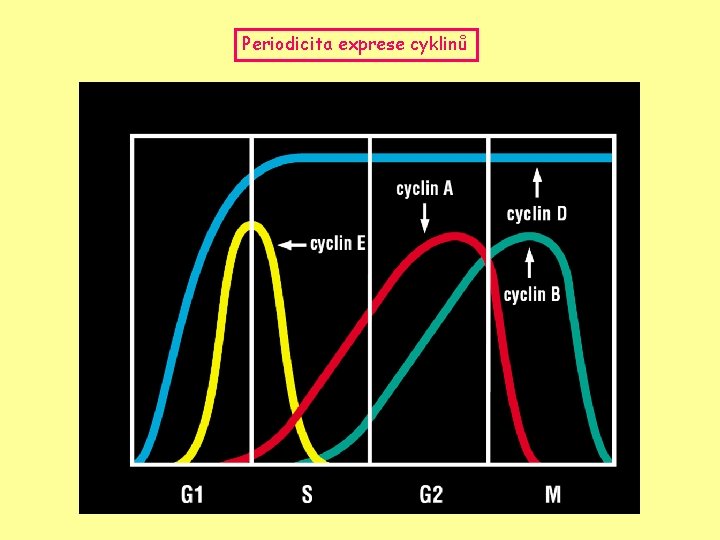 Periodicita exprese cyklinů 