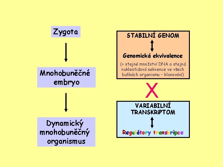 Zygota STABILNÍ GENOM Genomická ekvivalence Mnohobuněčné embryo (= stejné množství DNA a stejná nukleotidová