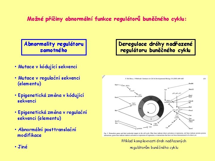 Možné příčiny abnormální funkce regulátorů buněčného cyklu: Abnormality regulátoru samotného Deregulace dráhy nadřazené regulátoru