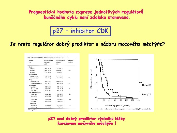 Prognostická hodnota exprese jednotlivých regulátorů buněčného cyklu není zdaleka stanovena. p 27 – inhibitor